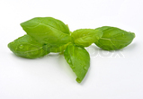 Basil