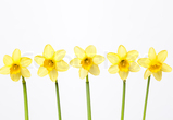 Daffodil