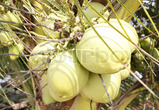 Kokosnød