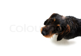 Dachshund