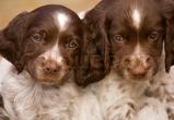 Cocker Spaniel