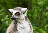 Lemur