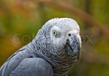 Parrot