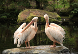 Pelican