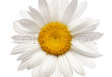 Marguerit