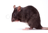 Rat
