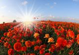 Blomster