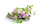 Thyme
