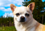 Chihuahua
