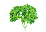 Parsley