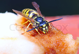 Wasp