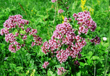 Oregano