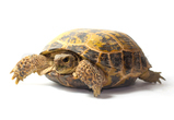 Skildpadde