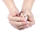 Hamster