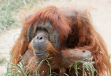 Orangutang