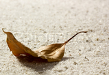 Blad
