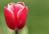 Forårsblomster