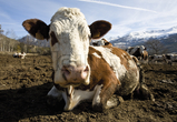 Cow