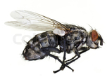 Insekter