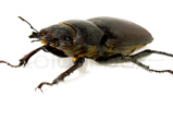 Beetle