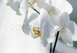Orchide