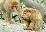 Macaque