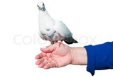 Dove