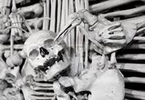 Skeleton