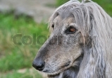 Afghan Hound