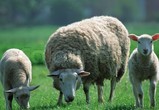 Sheep