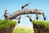 Ants