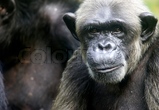 Chimpanzee