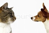 Hunde