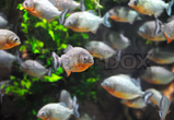 Fisk