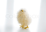 Easter chick