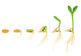 Plante der gror