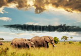Animals