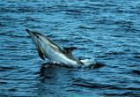 Delfin