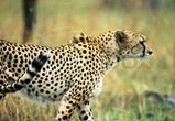 Gepard