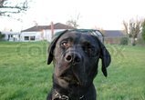 Labrador