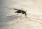 Mosquito