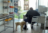 Poodle