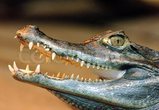 Alligator