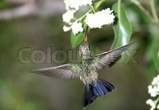 Humming bird