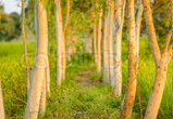 Eucalyptus
