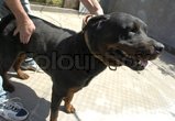 Doberman