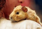 Guinea pig