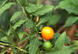 Tomatplante