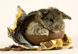 Easter bunny