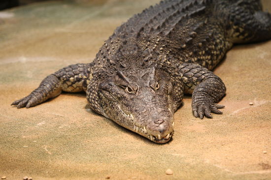 Krokodil
